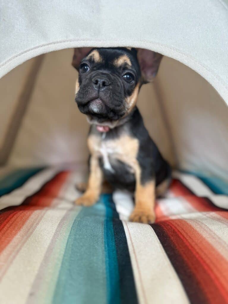 Lily | Black & Tan French Bulldog Female | Available in Nov 2025