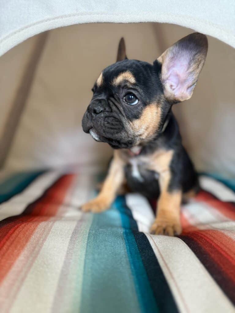 Lily | Black & Tan French Bulldog Female | Available in Nov 2025