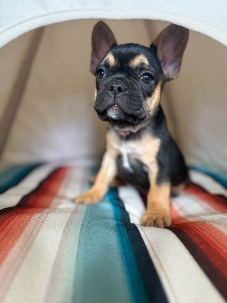 Lily | Black & Tan French Bulldog Female | Available in Nov 2025