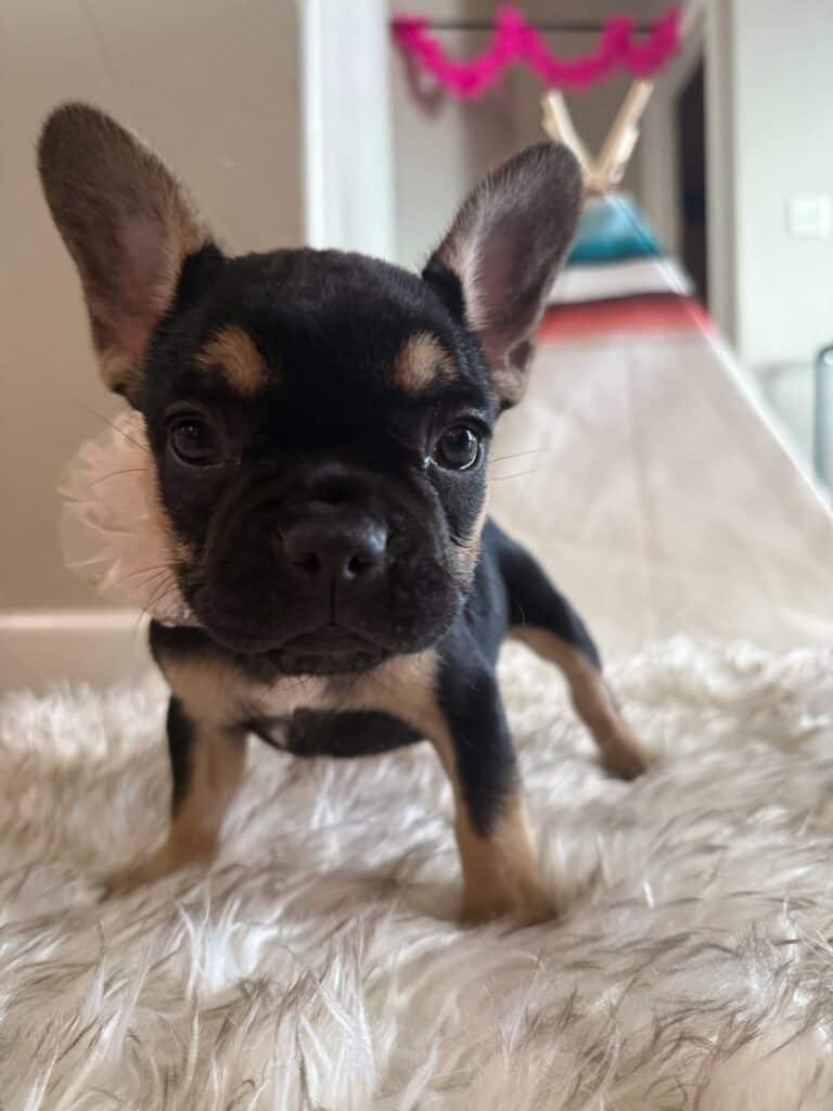 Lexi | Black & Tan French Bulldog Female | Available in Nov 2025