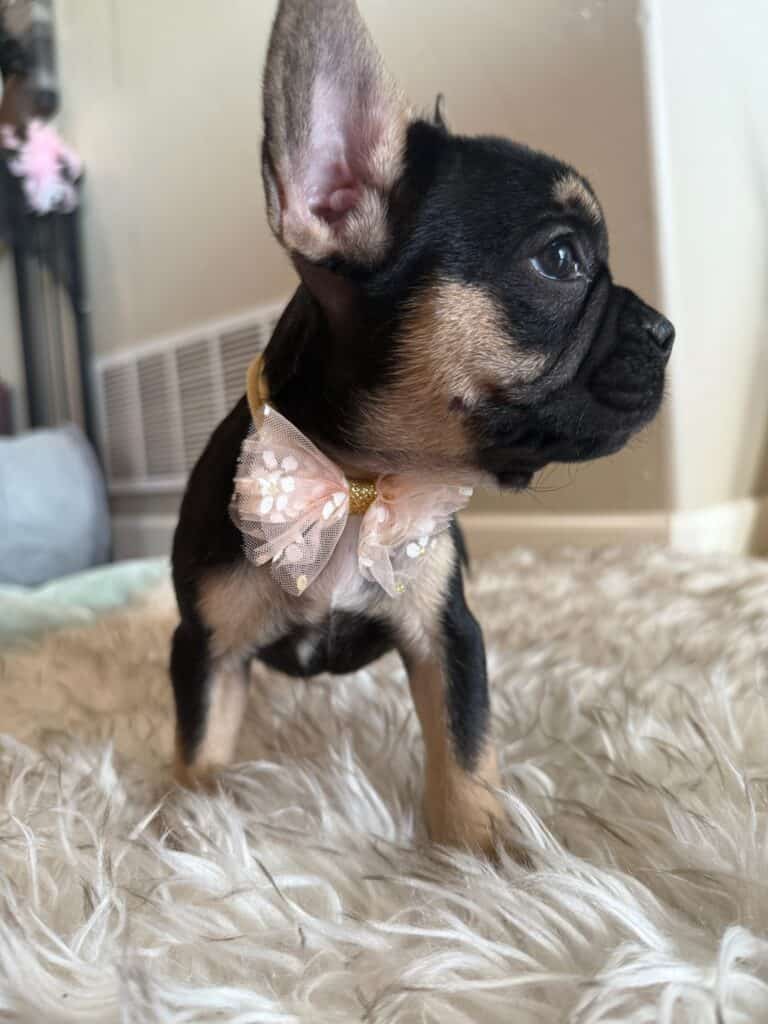 Lily | Black & Tan French Bulldog Female | Available in Nov 2025