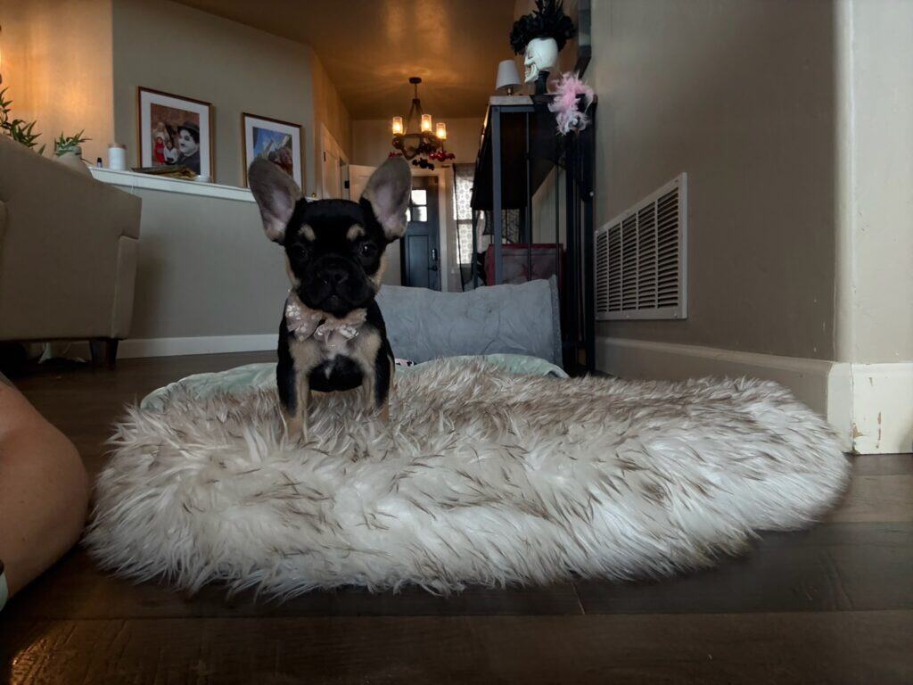 Lily | Black & Tan French Bulldog Female | Available in Nov 2025