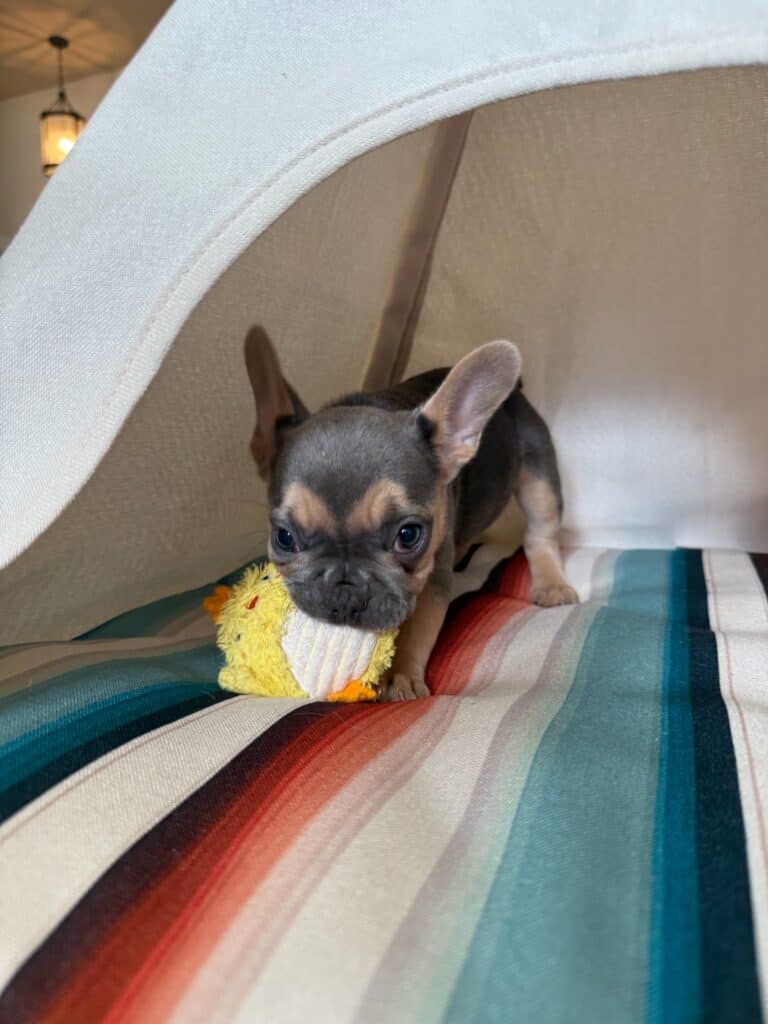 Lisa | Blue & Tan French Bulldog Female | Available in Nov 2025