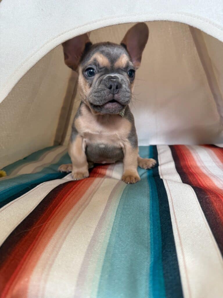 Lisa | Blue & Tan French Bulldog Female | Available in Nov 2025
