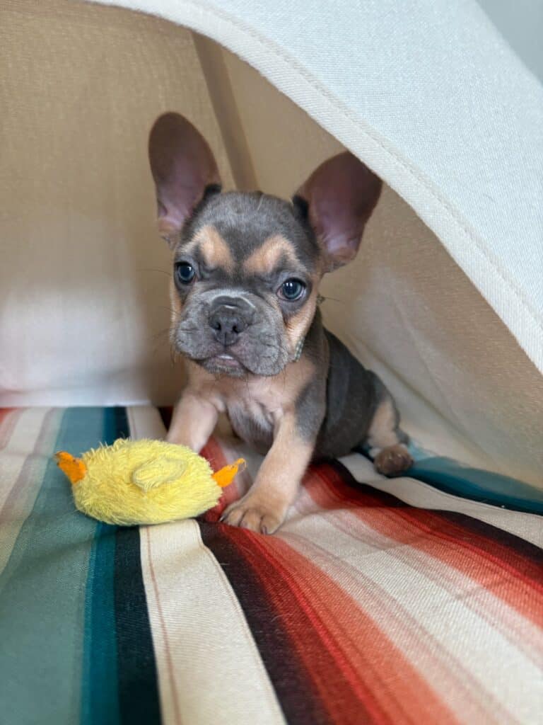 Lisa | Blue & Tan French Bulldog Female | Available in Nov 2025