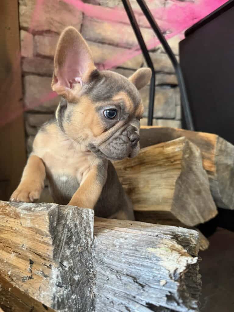 Lisa | Blue & Tan French Bulldog Female | Available in Nov 2025