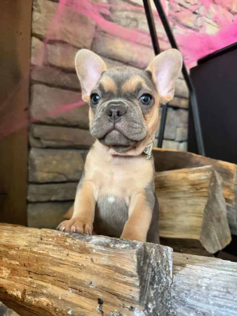 Lisa | Blue & Tan French Bulldog Female | Available in Nov 2025
