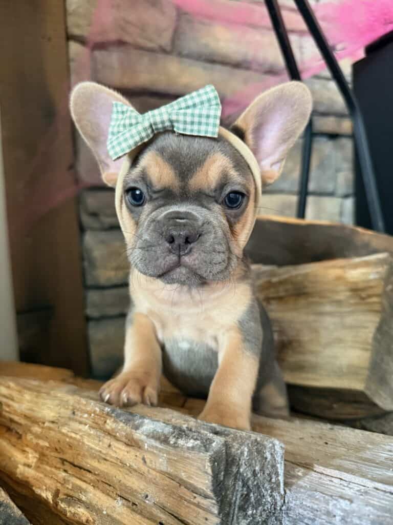Lisa | Blue & Tan French Bulldog Female | Available in Nov 2025
