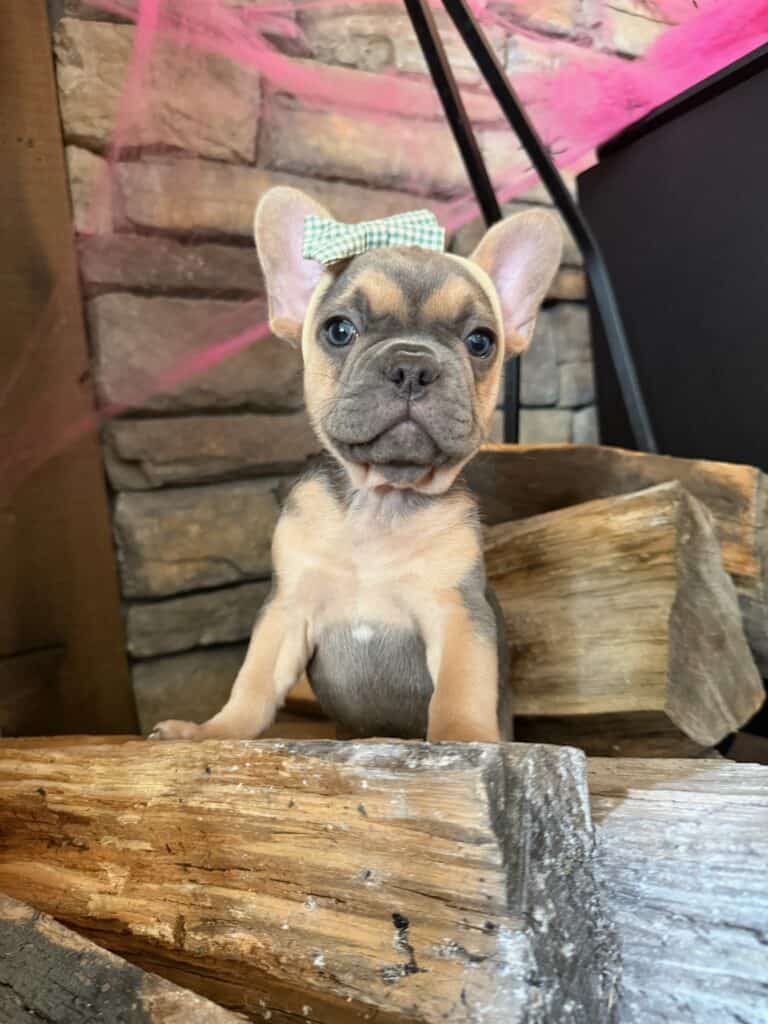 Lisa | Blue & Tan French Bulldog Female | Available in Nov 2025