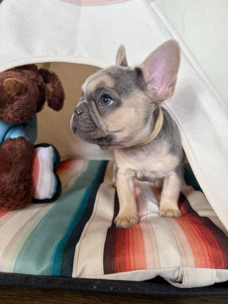 Layla | Blue & Tan French Bulldog Female | Available in Nov 2025