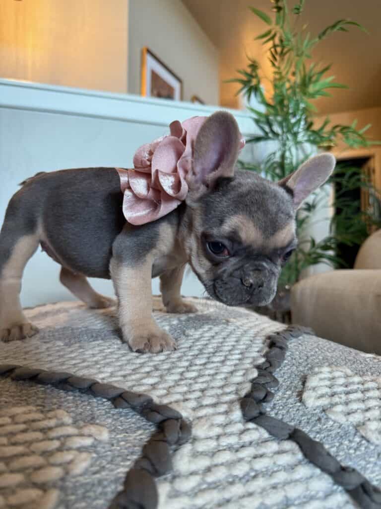 Layla | Blue & Tan French Bulldog Female | Available in Nov 2025