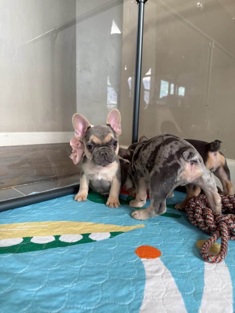 Layla | Blue & Tan French Bulldog Female | Available in Nov 2025