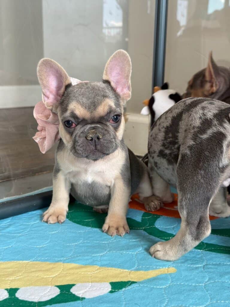 Layla | Blue & Tan French Bulldog Female | Available in Nov 2025