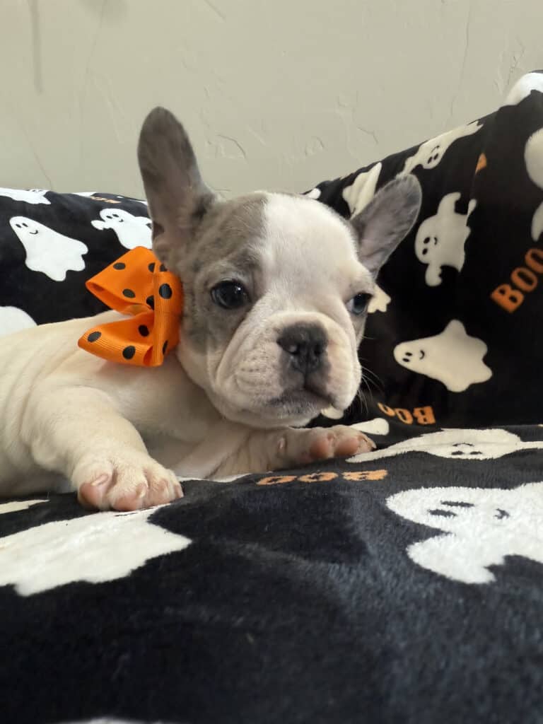 Isabella | Blue Pied French Bulldog Female | Available Now