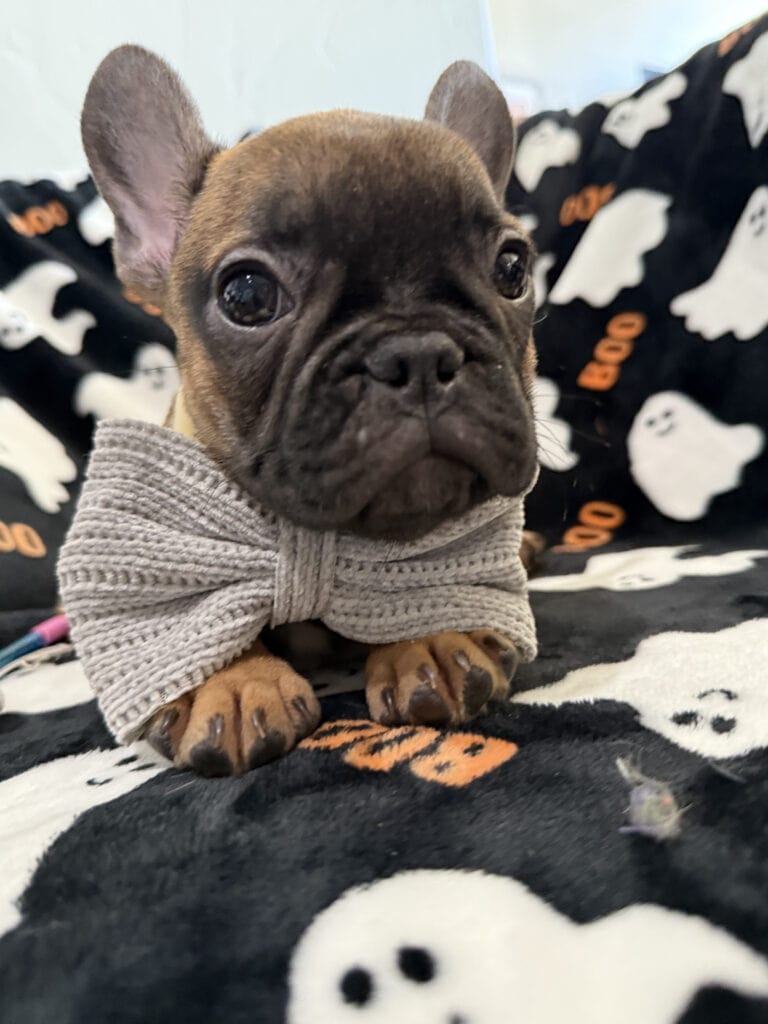 Isaac | Fawn French Bulldog Male | Available Oct 2025