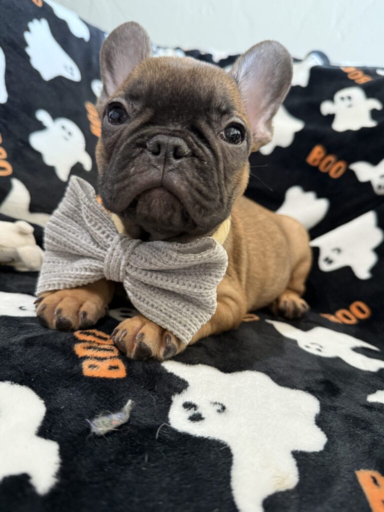 Isaac | Fawn French Bulldog Male | Available Oct 2025