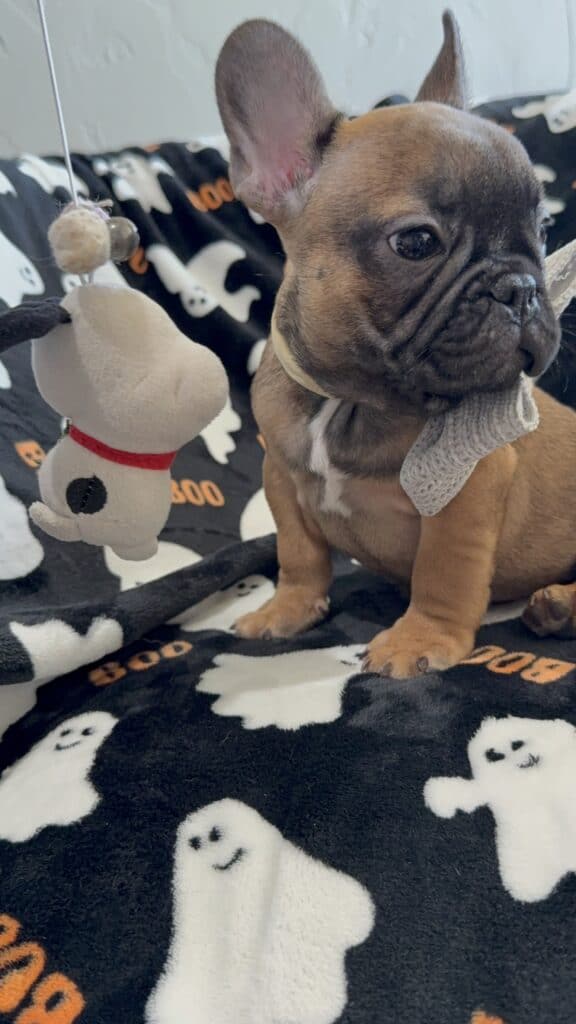 Isaac | Fawn French Bulldog Male | Available Oct 2025