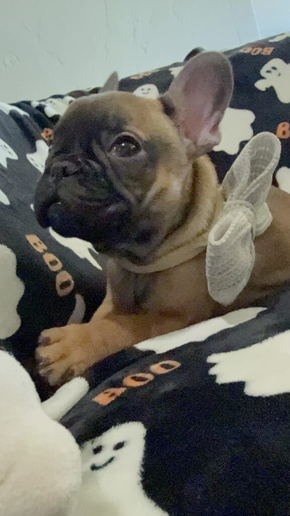 Isaac | Fawn French Bulldog Male | Available Oct 2025