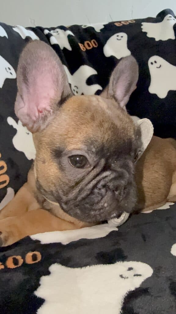 Isaac | Fawn French Bulldog Male | Available Oct 2025