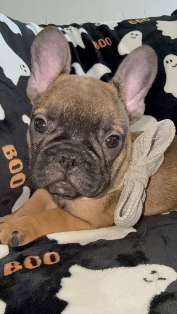 Isaac | Fawn French Bulldog Male | Available Oct 2025