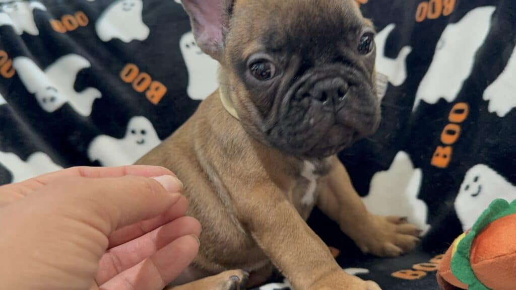 Isaac | Fawn French Bulldog Male | Available Oct 2025