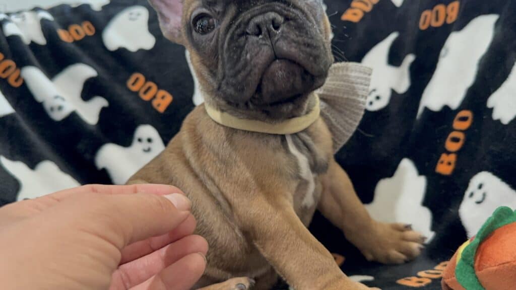 Isaac | Fawn French Bulldog Male | Available Oct 2025
