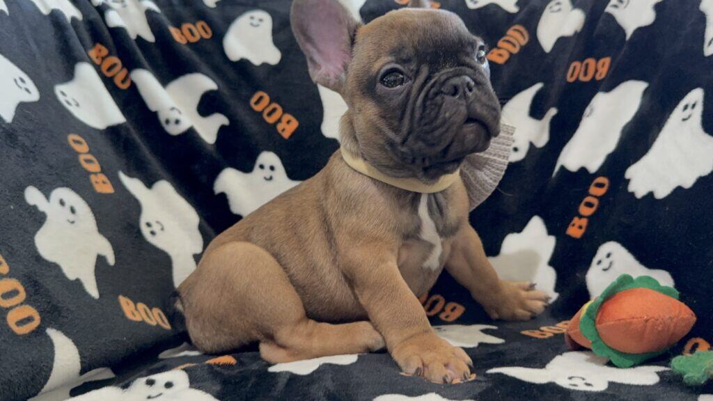 Isaac | Fawn French Bulldog Male | Available Oct 2025