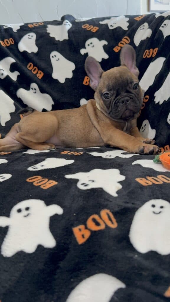 Isaac | Fawn French Bulldog Male | Available Oct 2025