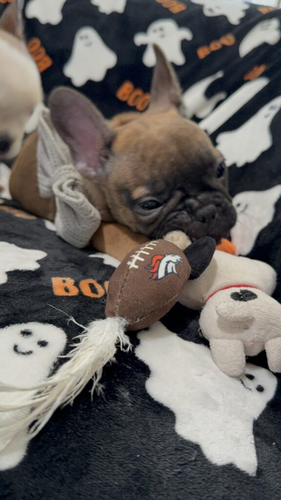 Isaac | Fawn French Bulldog Male | Available Oct 2025