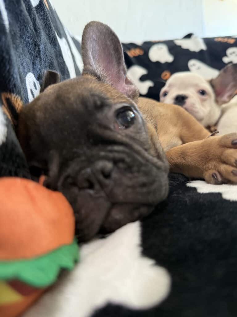 Isaac | Fawn French Bulldog Male | Available Oct 2025