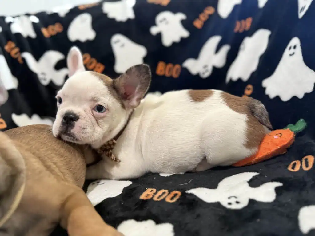 Ives | Fawn Pied French Bulldog Male | Available Oct 2025
