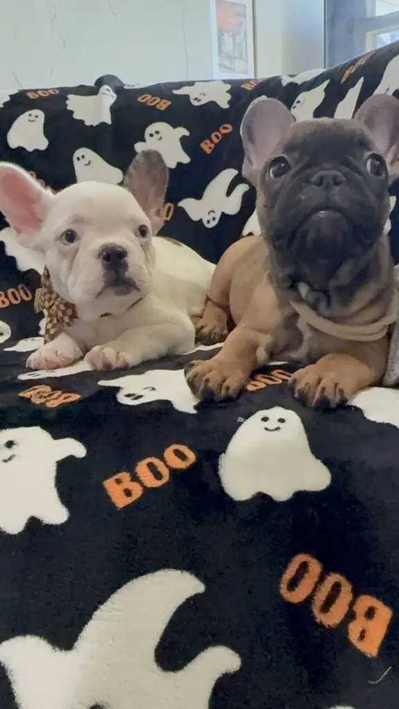 Ives | Fawn Pied French Bulldog Male | Available Oct 2025