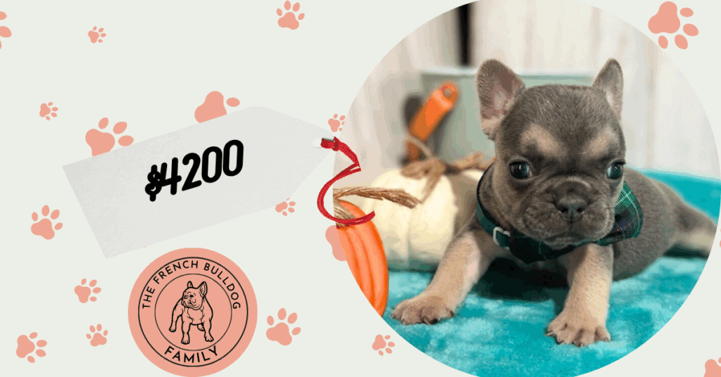 Layla | Blue & Tan French Bulldog Female | Available in Nov 2025