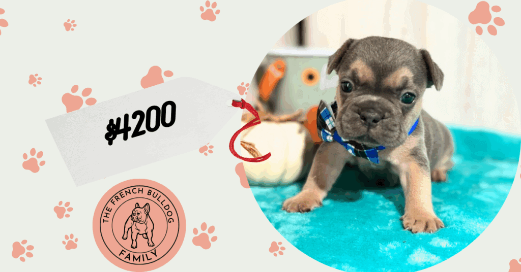 Lisa | Blue & Tan French Bulldog Female | Available in Nov 2025