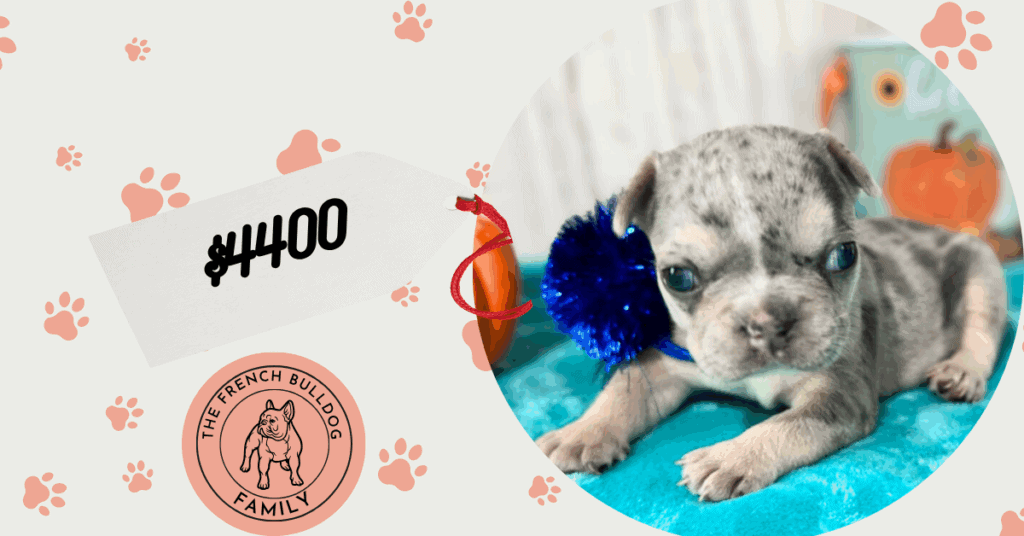 Lucie | Blue Merle & Tan French Bulldog Female | Available in Nov 2025