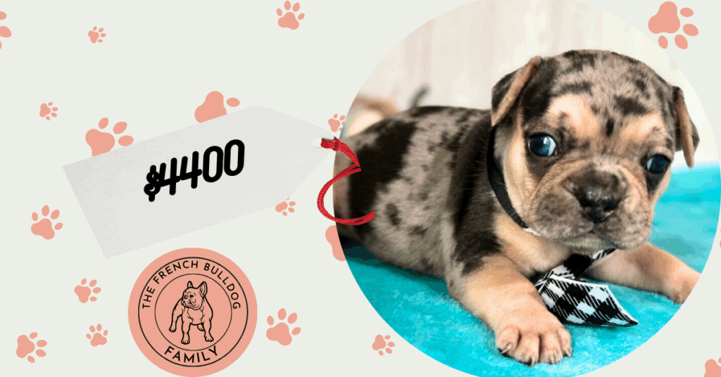 Leo | Black Merle & Tan French Bulldog Male | Available in Nov 2025