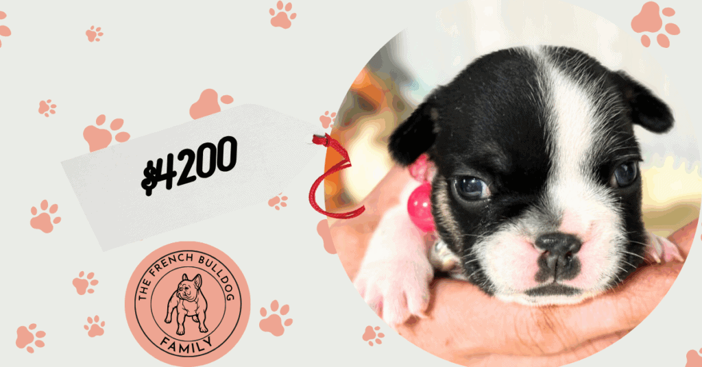 Miley | Brindle Pied French Bulldog Female | Available in Nov 2025