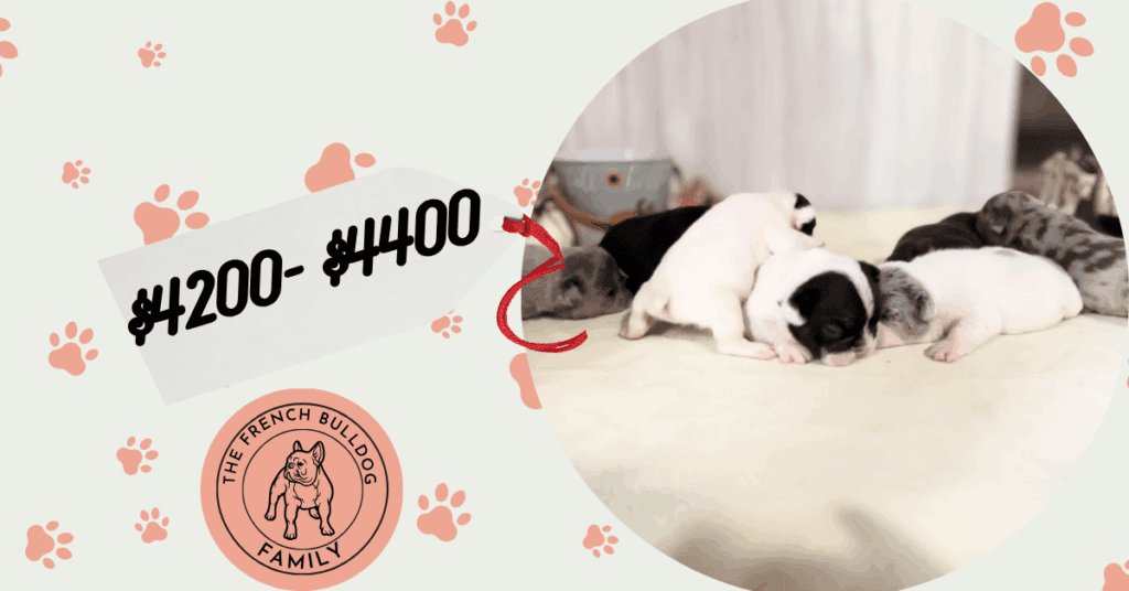 Benjy & Dottie French Bulldog Litter | Born in Sep | Pups ready in Nov
