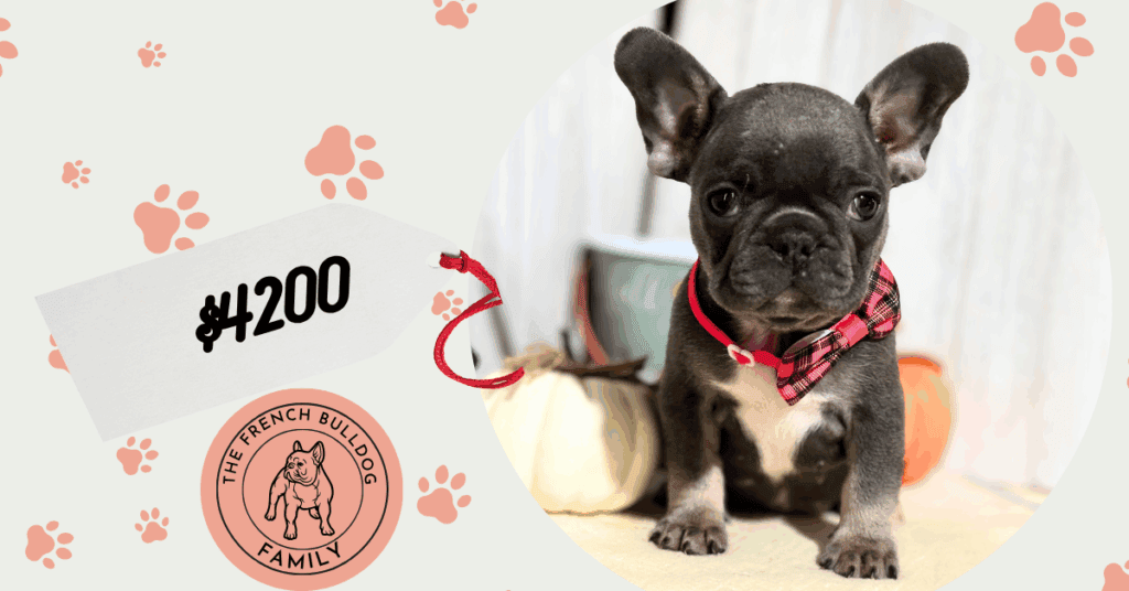 Nutella | Blue & Tan French Bulldog Female | Available in Nov 2025