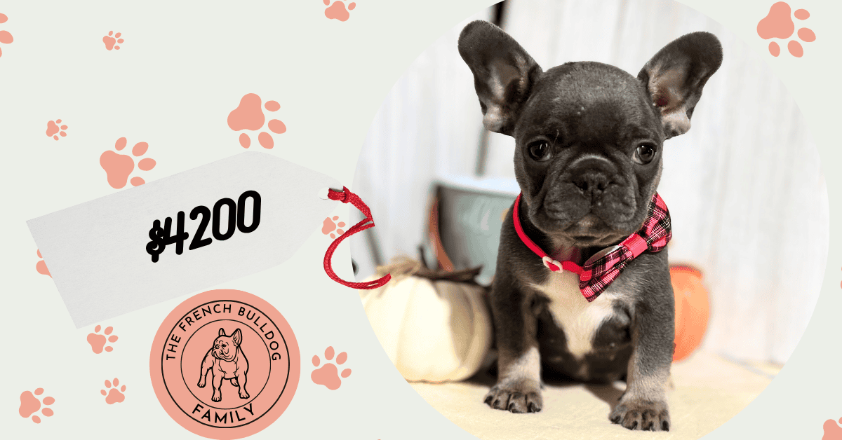 Nutella | Blue & Tan French Bulldog Female | Available in Nov 2025