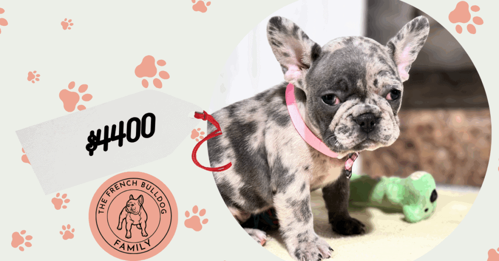 Nikita | Blue Merle French Bulldog Female | Available in Nov 2025