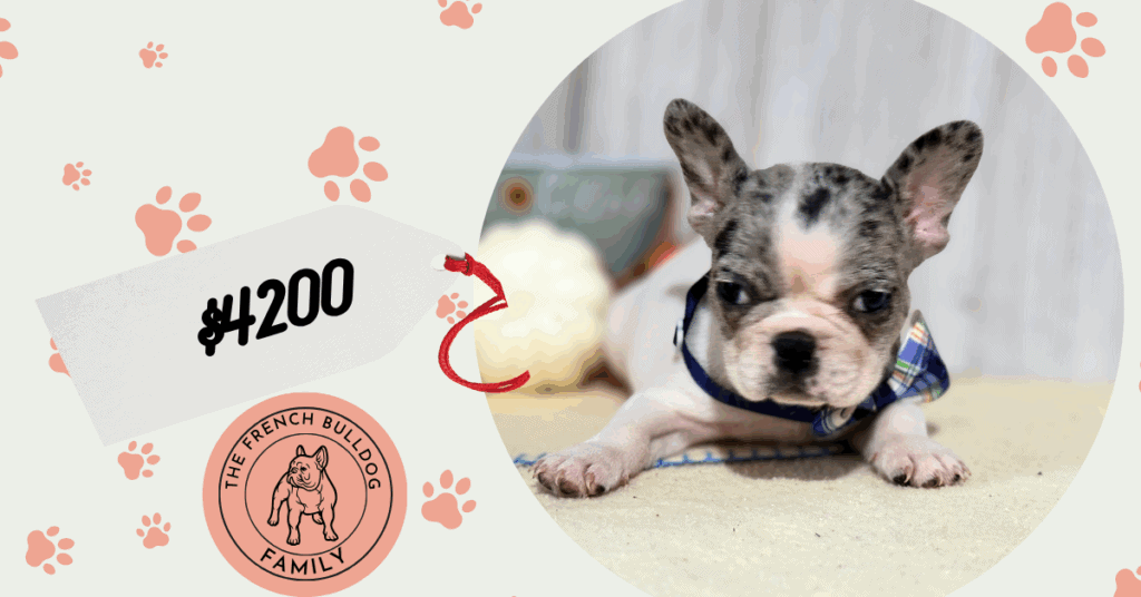 Nina | Blue Merle Pied French Bulldog Female | Available in Nov 2025