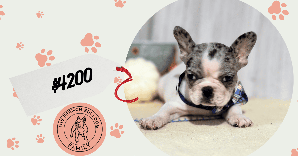 Nina | Blue Merle Pied French Bulldog Female | Available in Nov 2025