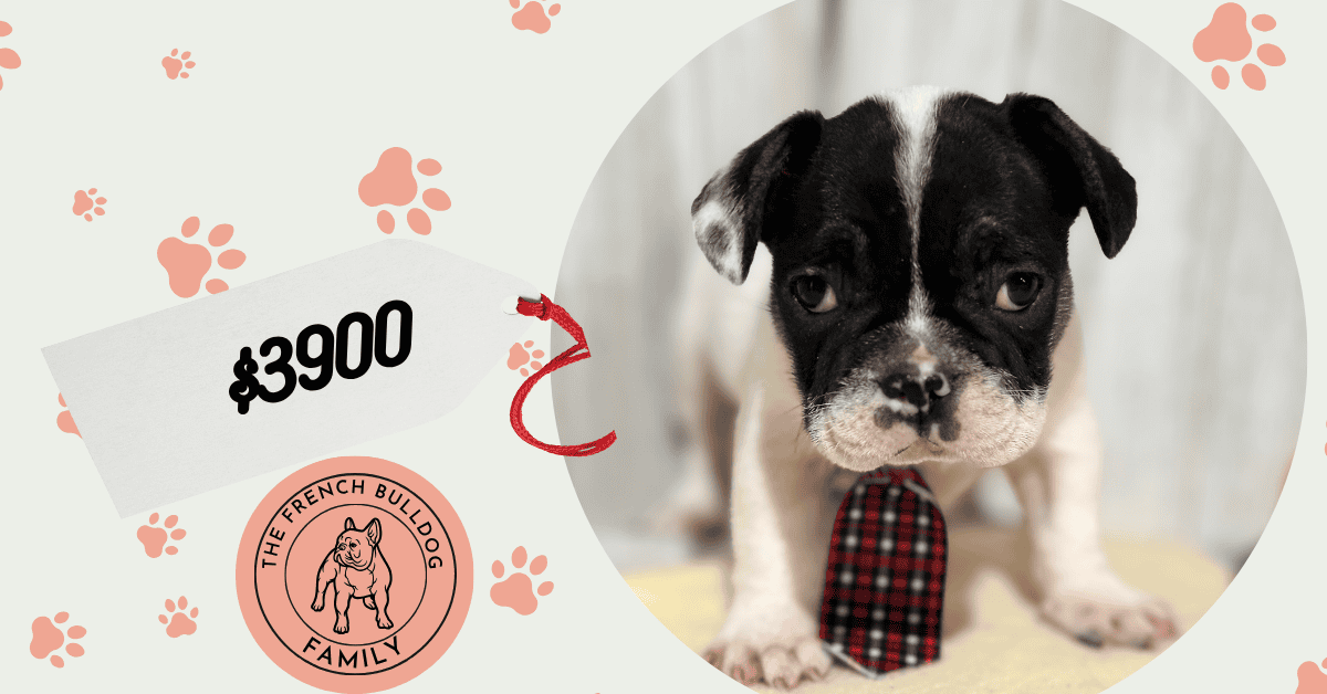 Nash | Brindle Pied French Bulldog Male | Available in Nov 2025