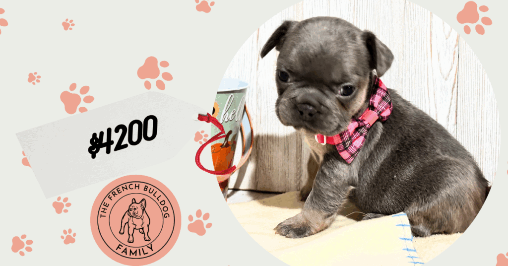 Oakley | Blue & Tan French Bulldog Female | Available in Nov 2025