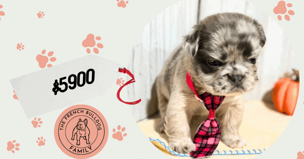 Oreo | Blue Fawn Merle Fluffy French Bulldog Male | Available in Nov 2025