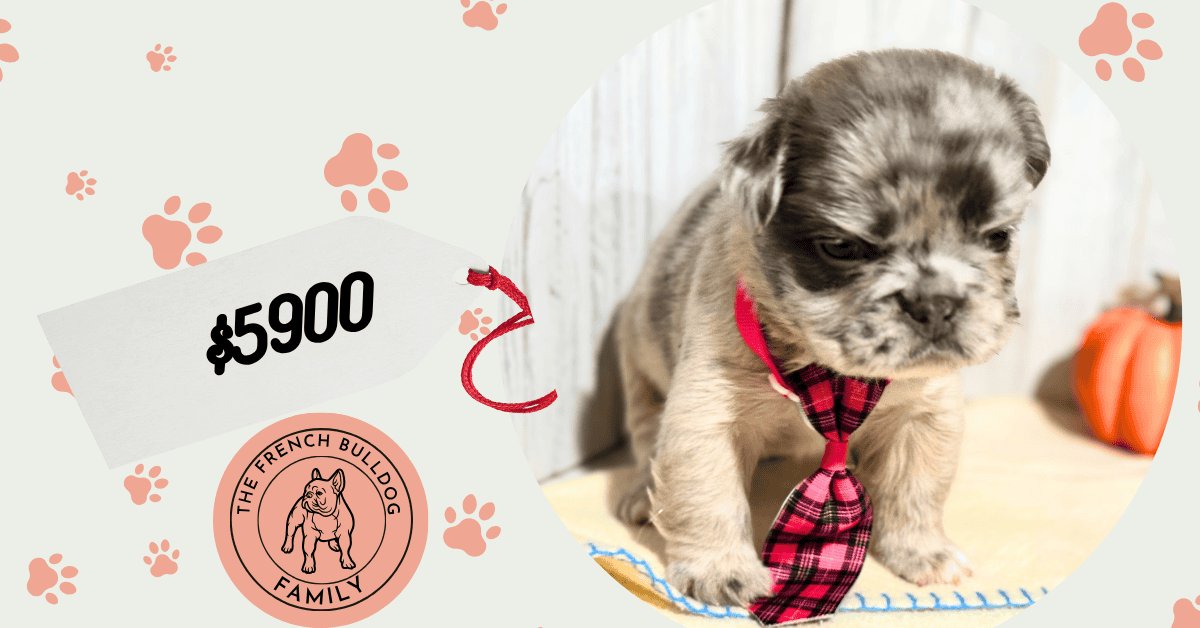 Oreo | Blue Fawn Merle Fluffy French Bulldog Male | Available in Nov 2025