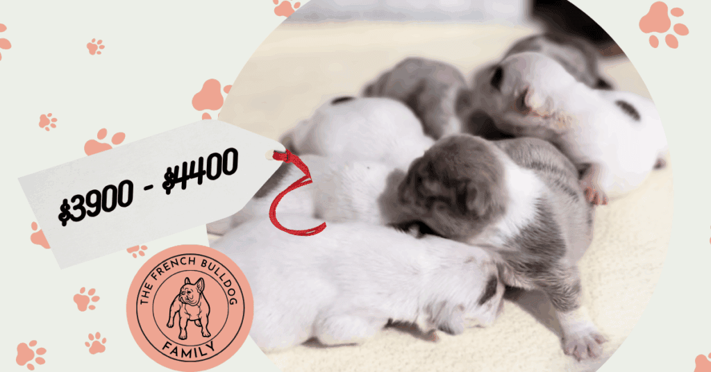 Pepper French Bulldog Litter | Born in Oct | Pup ready in Christmas
