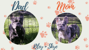 Riley & Skye - Frenchie's parents