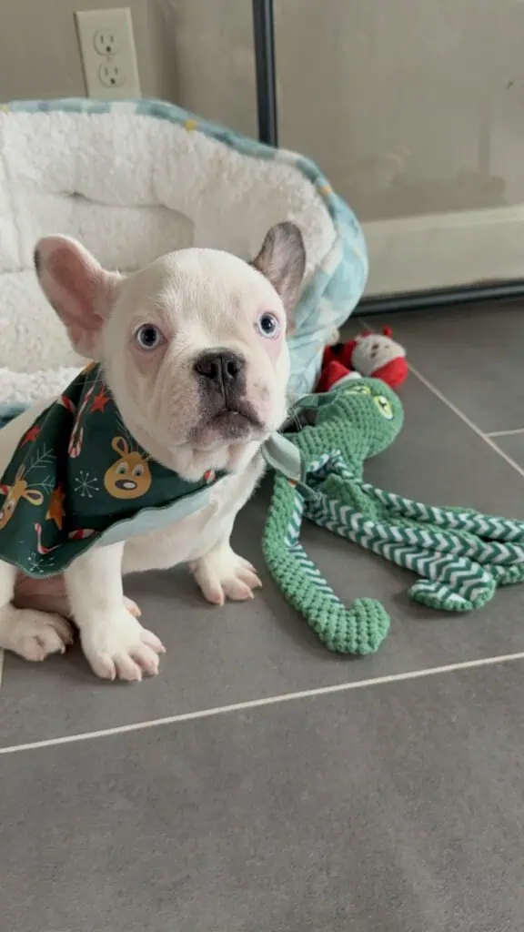 Ives | Fawn Pied French Bulldog Male | Available Oct 2025